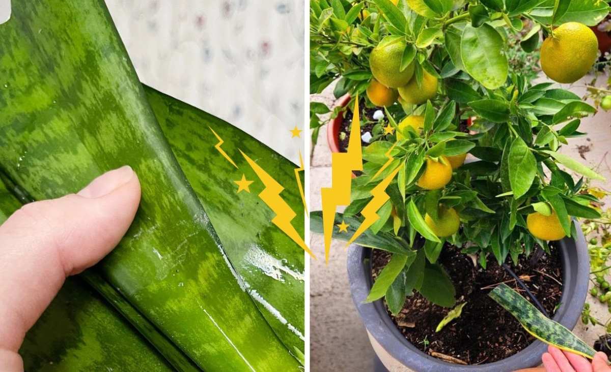 Truco casero: entierra una hoja de sansevieria y fertiliza tus plantas hasta 6 meses con nitrógeno, minerales y efecto antifúngico