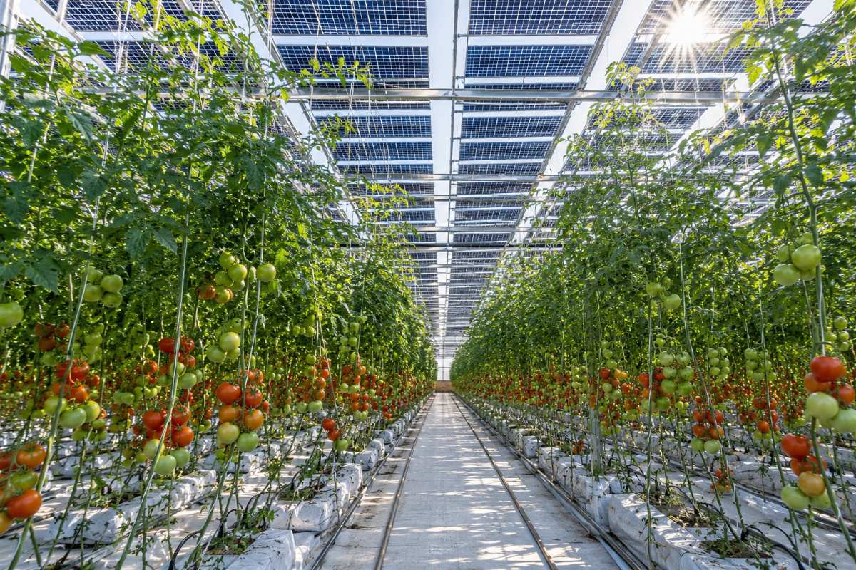 Invernadero agrivoltaico con plantas de tomate entutoradas bajo paneles solares elevados que proporcionan sombra parcial al cultivo.