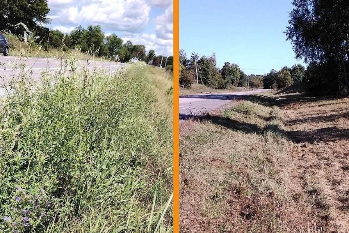 Margen de carretera con vegetación y flores silvestres que proporcionan alimento y refugio a los insectos polinizadores