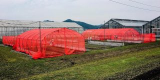 Pajitas vegetales para combatir el uso desmedido de plástico y mejorar el  medio ambiente - Infocampo